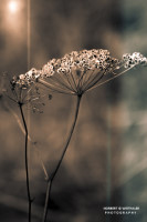 17k fotoart foto fotografie kunst composing bildbearbeitung blumen landschaft tiere portrait stil weithaler norbert